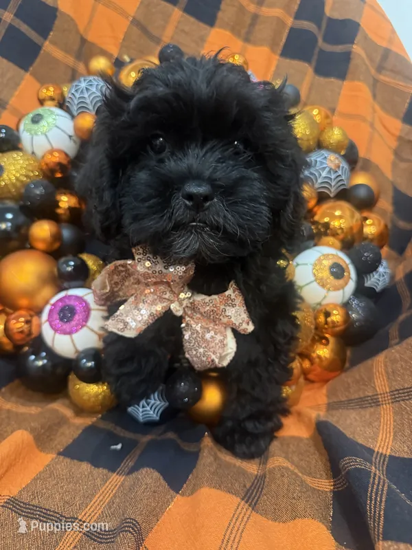 Zander  – Shihpoo puppy for sale in Merritt Island, FL