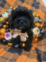 Zander , a male Shihpoo for sale in Merritt Island, FL – 1 of 10