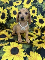 Daisy , a female Miniature Dachshund for sale in Merritt Island, FL – 1 of 10