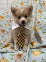 Mr. Fox, a male Pomeranian for sale in Merritt Island, FL – 2 of 10