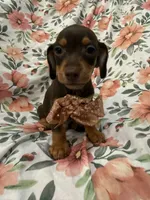 Mocha , a male Miniature Dachshund for sale in Merritt Island, FL – 6 of 9