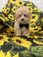 Peaches 🍑 , a male Maltipoo for sale in Merritt Island, FL – 4 of 9