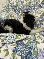 Izzy, a female Bernedoodle for sale in Merritt Island, FL – 4 of 10