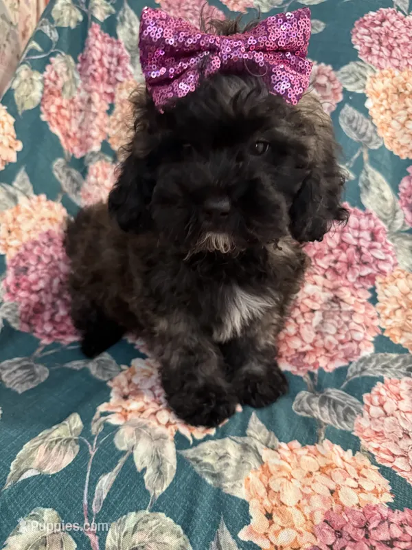 Zoey  – Shihpoo puppy for sale in Merritt Island, FL