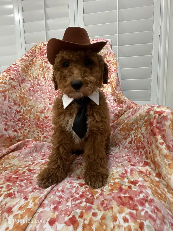 Cooper  – Poodle - Miniature  puppy for sale in Merritt Island, FL