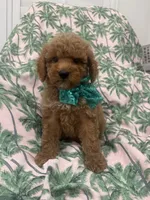 Jagger , a male Poodle - Miniature  and Cavachon for sale in Merritt Island, FL – 3 of 7