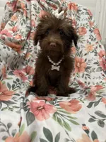 Madison , a female Yorkipoo for sale in Merritt Island, FL – 9 of 10