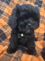 Zander , a male Shihpoo for sale in Merritt Island, FL – 3 of 10