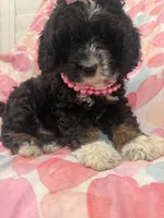 Bella , a female Bernedoodle for sale in Merritt Island, FL – 2 of 10