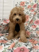 Cooper , a male Poodle - Miniature  for sale in Merritt Island, FL – 5 of 9