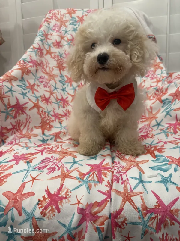 Remi  – Maltipoo puppy for sale in Merritt Island, FL