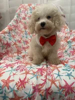 Remi , a male Maltipoo for sale in Merritt Island, FL – 1 of 9
