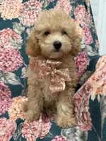 Oakley , a male Poodle - Miniature  for sale in Merritt Island, FL – 3 of 8