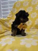 Zeus , a male Yorkipoo for sale in Merritt Island, FL – 5 of 8