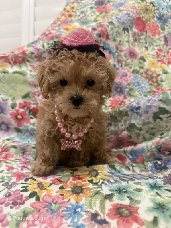 Lilly  – Maltipoo puppy for sale in Merritt Island, FL