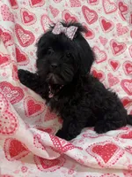 Kayla , a female Shihpoo for sale in Merritt Island, FL – Photo 2 of 9