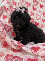 Kayla , a female Shihpoo for sale in Merritt Island, FL – Photo 9 of 9