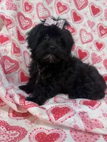 Kayla , a female Shihpoo for sale in Merritt Island, FL – Photo 6 of 9