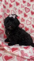 Kayla , a female Shihpoo for sale in Merritt Island, FL – Photo 1 of 9