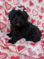 Kayla , a female Shihpoo for sale in Merritt Island, FL – Photo 3 of 9