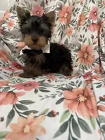 Snickers , a male Yorkshire Terrier for sale in Merritt Island, FL – 5 of 9