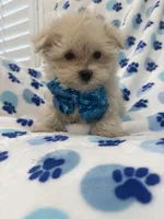 Teddy , a male Morkie for sale in Merritt Island, FL – 6 of 9