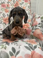 Sprinkles , a male Miniature Dachshund for sale in Merritt Island, FL – 6 of 9