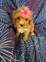 Lexi , a female Poodle - Miniature  and Cavachon for sale in Merritt Island, FL – 5 of 7