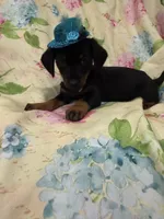Daisy , a female Miniature Dachshund for sale in Merritt Island, FL – 7 of 8