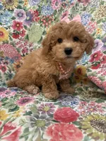 Bella , a female Maltipoo for sale in Merritt Island, FL – 7 of 7
