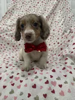 Nathan , a male Miniature Dachshund for sale in Merritt Island, FL – 7 of 10