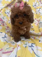 Paris , a female Poodle - Miniature  for sale in Merritt Island, FL – 4 of 10
