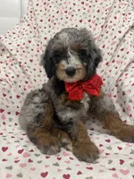 Merlin , a male Miniature Bernedoodle for sale in Merritt Island, FL – 5 of 10