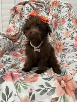 Madison , a female Yorkipoo for sale in Merritt Island, FL – 4 of 10