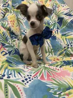 Taco , a male Chihuahua for sale in Merritt Island, FL – 7 of 10