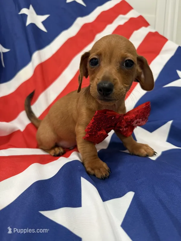 Tater Tot  – Miniature Dachshund puppy for sale in Merritt Island, FL