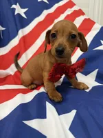 Tater Tot , a male Miniature Dachshund for sale in Merritt Island, FL – 1 of 9