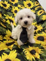 Milo , a male Bichon Frise for sale in Merritt Island, FL – 10 of 10