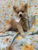Mr. Fox, a male Pomeranian for sale in Merritt Island, FL – 6 of 10