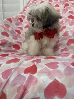 Gizmo , a male Mal Shi for sale in Merritt Island, FL – 3 of 10
