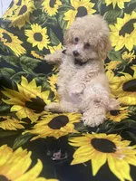 Peaches 🍑 , a male Maltipoo for sale in Merritt Island, FL – 8 of 9