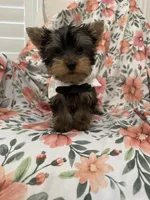 Snickers , a male Yorkshire Terrier for sale in Merritt Island, FL – 4 of 9