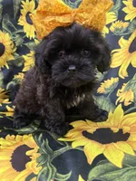 Jade , a female Shihpoo for sale in Merritt Island, FL – 3 of 10