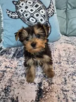 Cooper , a male Yorkshire Terrier for sale in Merritt Island, FL – 1 of 2