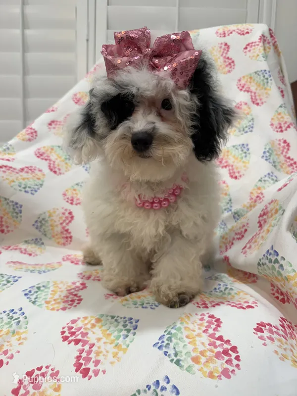 Lilly  – Poodle - Miniature  puppy for sale in Merritt Island, FL