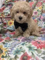 Peaches 🍑 , a male Maltipoo for sale in Merritt Island, FL – 3 of 9