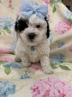 Paris , a female Poodle - Miniature  for sale in Merritt Island, FL – Photo 4 of 8