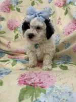 Paris , a female Poodle - Miniature  for sale in Merritt Island, FL – Photo 2 of 8