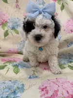 Paris , a female Poodle - Miniature  for sale in Merritt Island, FL – Photo 7 of 8