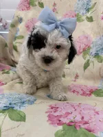 Paris , a female Poodle - Miniature  for sale in Merritt Island, FL – Photo 6 of 8